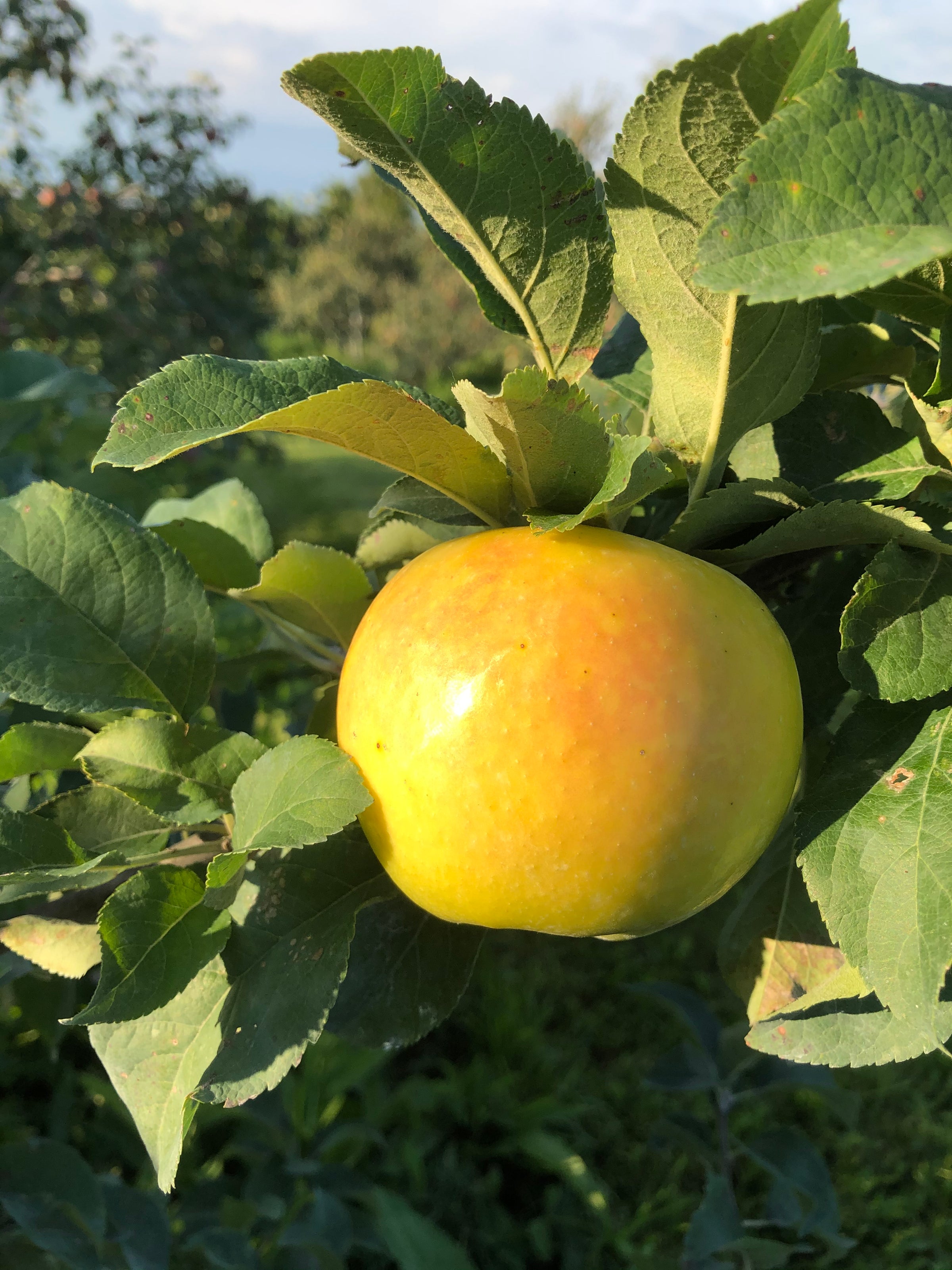 Apple Varieties | Twin Oaks Orchard